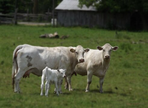 Rural pastoral cattle family farm