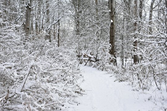 Fototapeta Winter landscape snow path woods