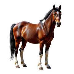 Obraz premium Majestic brown horse standing gracefully with a shiny coat and flowing mane in natural light setting