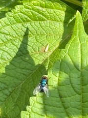 dragonfly on leaf