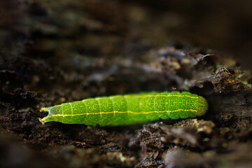 A bright green caterpillar in Highlands Hammock State Park, Florida