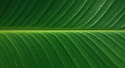 Close-up shot of a vibrant green leaf with detailed veins and texture in nature