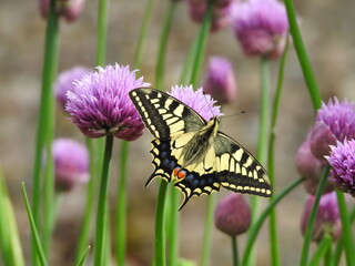 Swallowtail butterfly, Norfolk, UK