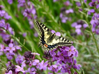 Swallowtail butterfly, Norfolk, UK