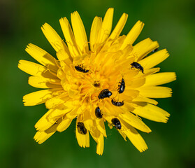 Brodawnik jesienny (Scorzoneroides autumnalis (L.) © tom