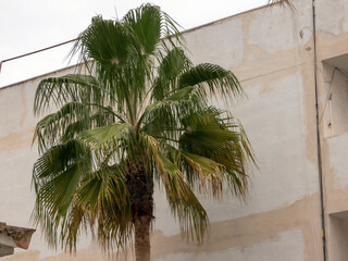 Mexican Fan Palm, also known as Washingtonia robusta. This tall, is  recognized by its slender trunk and large, fan-shaped leaves. Chinese Fan Palm, also known as Livistona chinensis or Fountain Palm
