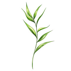 Fototapeta premium Wild grass leaf illustration plant, Detailed illustration of a wild grass leaf, highlighting its elongated form and rich green hue, isolated on transparent background