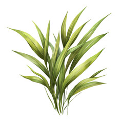 Obraz premium Wild grass leaf illustration plant, Detailed illustration of a wild grass leaf, highlighting its elongated form and rich green hue, isolated on transparent background