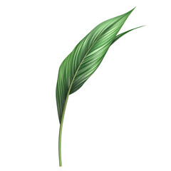 Wild grass leaf illustration plant, Detailed illustration of a wild grass leaf, highlighting its elongated form and rich green hue, isolated on transparent background