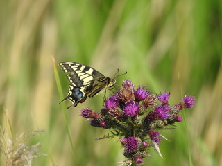 Swallowtail butterfly, Norfolk, UK