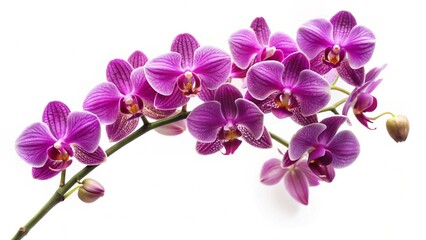 Fototapeta premium Purple Orchid Branch on White Background