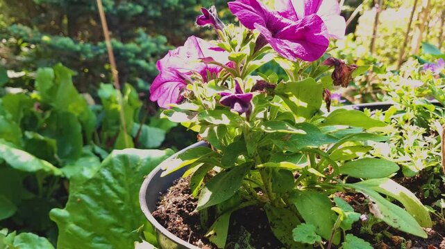Sunlight falls on flowers and leaves, creating bright highlights and emphasizing the saturation of their color. In the background, you can see the blurred greenery of other plants, including large lea