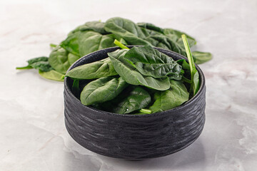 Raw green baby spinach plant