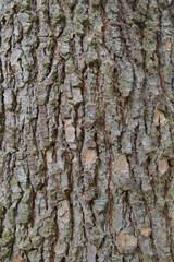 Beautiful close-up of the bark of cedrus libani