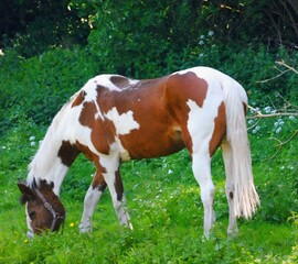 cow and calf