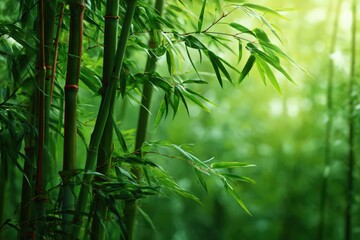 Tranquil Bamboo Grove: A close-up view of the lush green bamboo stalks, bathed in sunlight, creates a sense of tranquility. It's an ode to the serene beauty of nature.