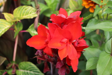 cluster of bright red blossoms against shiny medium-green leaves (close-up, macro)
