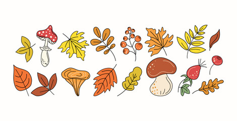 Autumn set. Leaves, mushrooms, berries. Leaf fall. Fly agaric, doodles, drawings, sketch. Natural botanical illustration.
