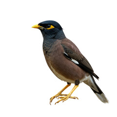 Common myna Bird isolated, PNG 