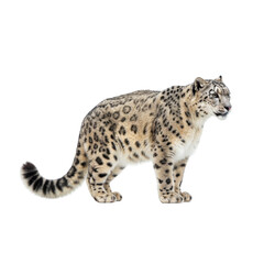 Snow Leopard isolated, PNG