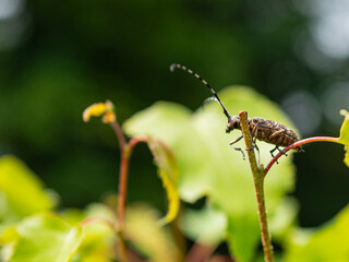 Sie view macro of a Saperda carcharis, longhorn beetle