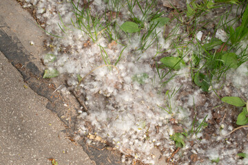 Poplar fluff on the streets of the city in hot weather during the summer.
