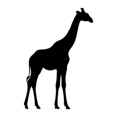 Fototapeta premium Black silhouette of giraffe standing tall on white background vector illustration