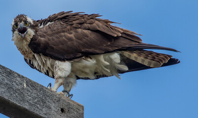Osprey