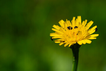 Brodawnik jesienny (Scorzoneroides autumnalis (L.) © tom