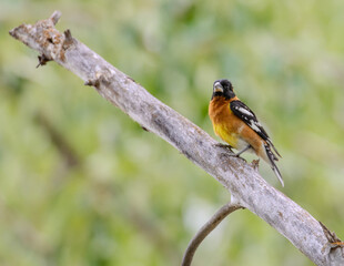 Black-headed grosbeak