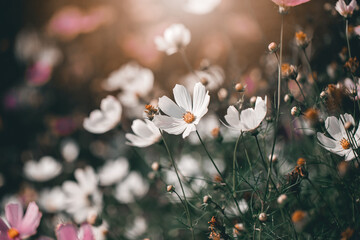 Garden cosmos, (Mexican aster) kolorowy kwiat w letnim ogrodzie, rozmyte tło lub tapeta, efekt...