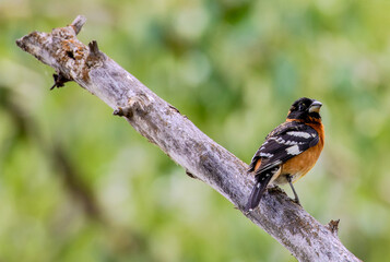 Black-headed grosbeak