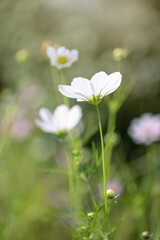 Garden cosmos, (Mexican aster) kolorowy kwiat w letnim ogrodzie, rozmyte tło lub tapeta, efekt bokeh, przyroda i jej element	
