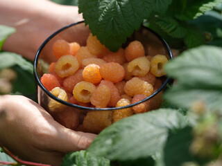 A woman holding a glass bowl with yellow raspberries in it in her hands above a raspberry bush. Close up.