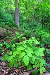 Lush green of the forest understory at Mississippi Palisades State Park in Illinois