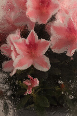 Smoke Soft focus pink Azalea flower bouquet through glass with water drops. Abstract natural blur beige background.