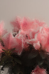 Smoke Soft focus pink Azalea flower bouquet through glass with water drops. Abstract natural blur beige background.