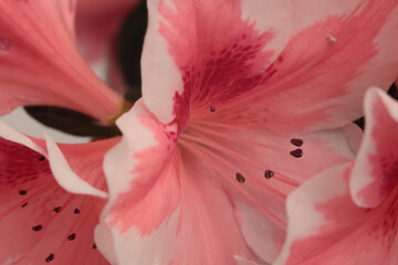 Close-up pink Azalea flower petal bud bouquet. Macro natural abstract beige pink background.