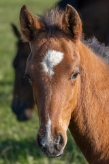 Obraz premium Cute Baby Horse Face in Pasture with Soft Natural Light and Distinctive White Blaze