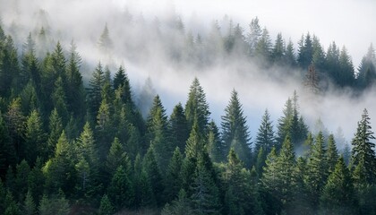 Obraz premium misty forest with tall evergreen trees and fog rolling over dense green landscape