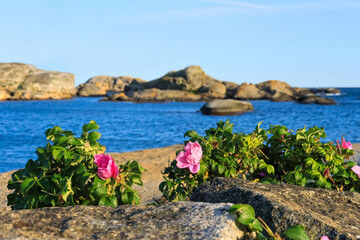 Flowers against the background of the rocks - Verdens Ende