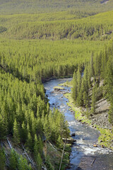 Scenic landscape view of the Gibbon River running through forest in Yellowstone National Park. No people.