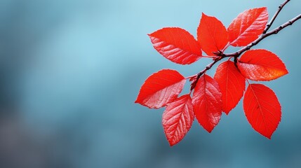 Obraz premium A stunning composition of vibrant red leaves, gracefully hanging from a branch, contrasted against a soft blue background, evoking feelings of tranquility and beauty.