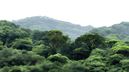 Lush green tropical rainforest mountain landscape view sky mist calm trees on transparent background