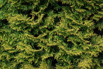 Green branches of thuja, background pattern.