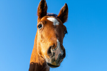 Portrait of Curious Young Foal Against Vibrant Blue Sky on Sunny Day. Close-Up of Brown Foal Face...