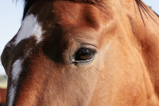 Detailed Portrait of Brown Horse Eye Highlighting Whiskers and Facial Markings