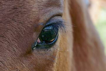 Extreme Close-Up of Horse Eye with Long Eyelashes Reflecting Pasture Scene