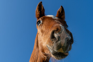 Macro Perspective of Young Horse’s Nose and Beard Hair under Sunny Sky