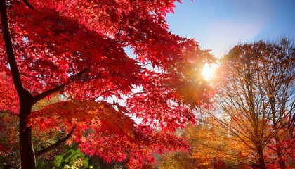 close up crimson leaves texture of royal red norway maple tree red beautiful sunny autumn day with rays of sun shining on the of fall season acer platanoides crimson sentry autumn background